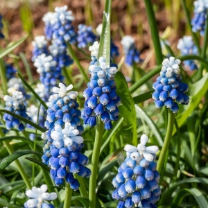 Muscari Bulb Aucheri Mount Hood Grape Hyacinth Each