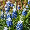 Muscari Bulb Aucheri Mount Hood Grape Hyacinth