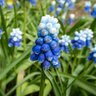 Muscari Bulb Aucheri Mount Hood Grape Hyacinth