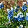 Muscari Bulb Aucheri Mount Hood Grape Hyacinth