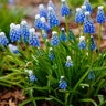 Muscari Bulb Aucheri Ocean Magic Grape Hyacinth