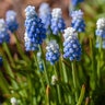Muscari Bulb Aucheri Ocean Magic Grape Hyacinth