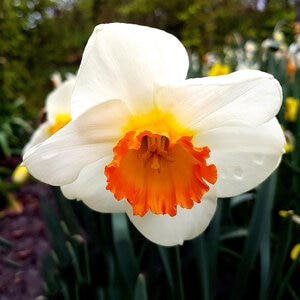 Narcissus Bulb Large Cup April Queen Daffodil Each