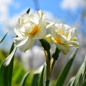 Narcissus Bulb Bunch Flowering Bridal Crown Daffodil