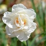 Narcissus Bulb Double Flower Drift Daffodil