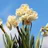 Narcissus Bulb Bunch Flowering Bridal Crown Daffodil