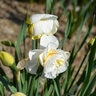 Narcissus Bulb Double Flower Drift Daffodil