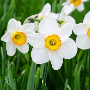 Narcissus Bulb Large Cup Flower Record Daffodil