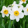 Narcissus Bulb Large Cup Flower Record Daffodil