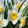 Narcissus Bulb Large Cup Flower Record Daffodil