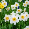 Narcissus Bulb Large Cup Flower Record Daffodil