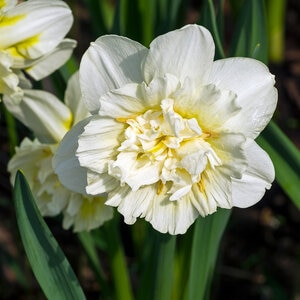 Narcissus Bulb Double Ice King Daffodil