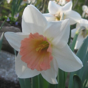 Narcissus Bulb Large Cup Pink Charm Daffodil