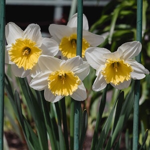 Narcissus Bulb Large Cup Slim Whitman Daffodil