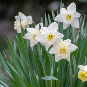 Narcissus Bulb Large Cup Stainless Daffodil Each