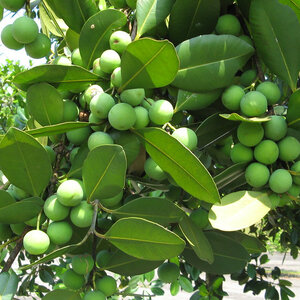 Calophyllum Brasiliense Santa Maria