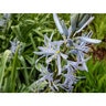 Camassia Cusickii Cusicks Camass
