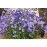 Campanula Cochleariifolia Bavaria Blue Fairy Thimble Bellflower