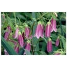 Campanula punctata Wedding Bells Spotted Bellflower