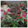 Euphorbia Milii var. Splendens Crown Of Thorns