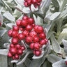Helichrysum Amorginum Ruby Cluster Strawflower