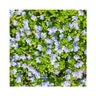 Veronica Repens Creeping Speedwell