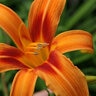 Hemerocallis X Rajah Daylily