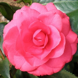 Camellia Japonica Rose Dawn Camellia