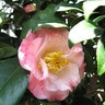 Camellia Japonica Dr. Tinsley Camellia