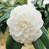 Camellia Japonica Morning Glow Camellia