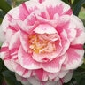 Camellia Japonica Jordans Pride Camellia