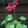 Heuchera Sanguinea Firefly Coral Bells