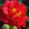 Camellia Japonica Blood Of China Camellia