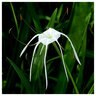 Hymenocallis X Festalis Texas Spiderlily