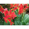 Canna X Generalis Lucifer Canna Lily