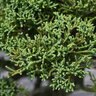 Juniperus Chinensis Shimpaku Chinese Juniper