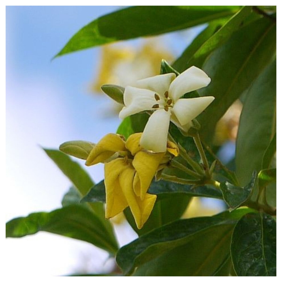 Hymenosporum Falvum Sweetshade | SiteOne US