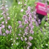 Calluna Vulgaris Spring Torch Heather