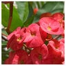 Euphorbia Milii Rosy Crown Of Thorns