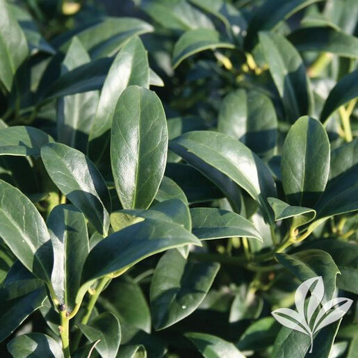 Ilex X Cherry Bomb Holly | SiteOne US