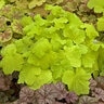 Heuchera X Villosa Pistache Coral Bells
