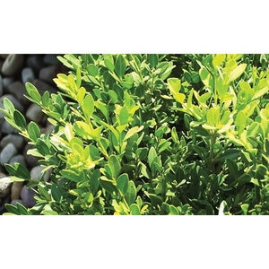 Buxus X Wilson Northern Charm Boxwood