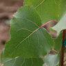 Populus Sargentii Jeronimus Cottonwood