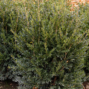 Buxus sempervirens Schmidt Boxwood