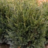 Buxus Sempervirens Schmidt American Boxwood