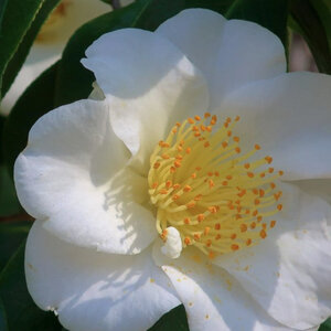 Camellia japonica Queen Bessie Camellia 3 gal. Container