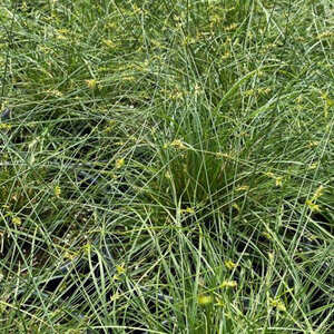 Carex Texensis Texas Sedge