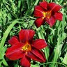 Hemerocallis X Red Velvet Daylily