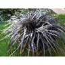 Ophiopogon Planiscapus Black Beard Black Mondo Grass