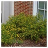Hypericum Densiflorum Creels Gold St. Johns Wort